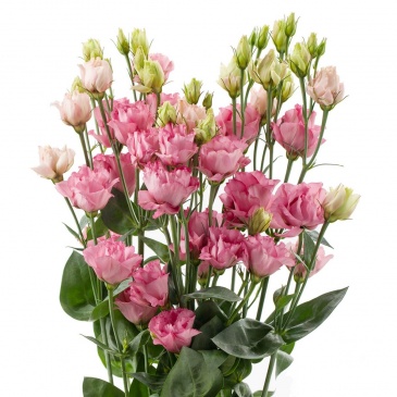 Лизиантус (Эустома) крупноцветковый (Lisianthus grandiflorum)