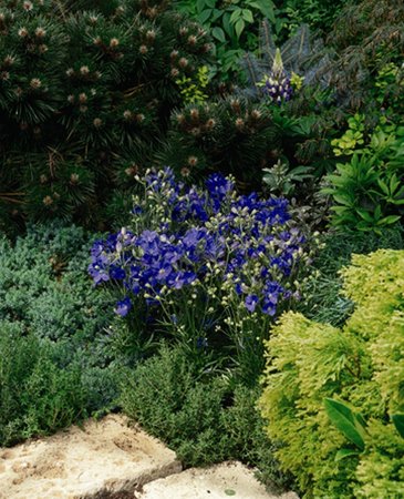 Дельфиниум крупноцветковый (Delphinium grandiflorum)