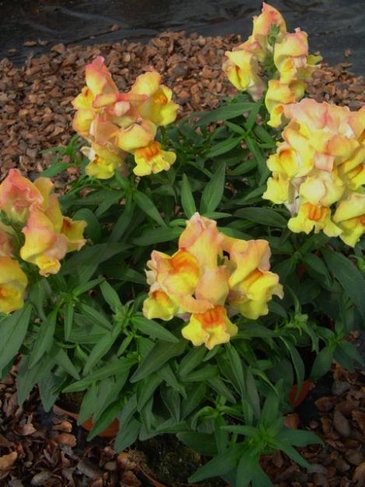 Львиный зев (Антирринум) большой (Antirrhinum majus)