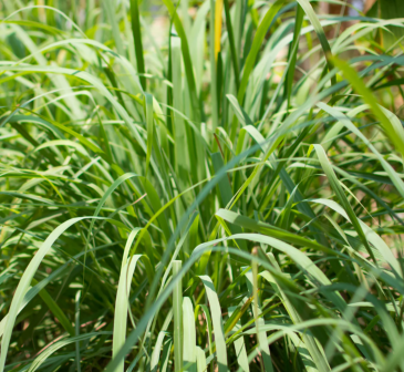Лимонное сорго/Цимбопогон лимонный (Cymbopogon citratus)