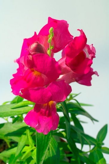 Львиный зев (Антирринум) большой (Antirrhinum majus)