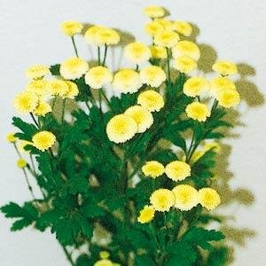 Пиретрум девичий (Tanacetum parthenium) Пиретрум девичий (Tanacetum parthenium)
