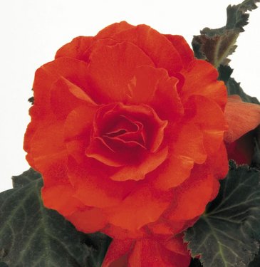 Бегония клубневая махровая (Begonia tuberhybrida)