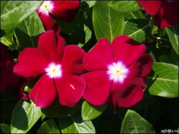 Катарантус розовый (Vinca rosea)