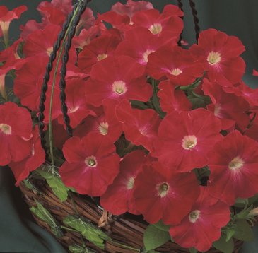 Петуния многоцветковая (Petunia multiflora)