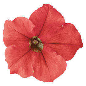 Петуния крупноцветковая (генетически компактная) (Petunia grandiflora)