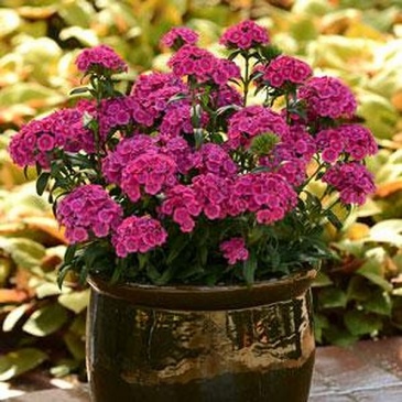 Гвоздика турецкая (Dianthus barbatus)