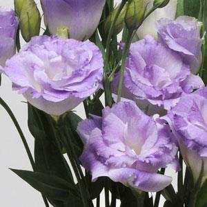 Лизиантус (Эустома) крупноцветковый (Lisianthus grandiflorum)