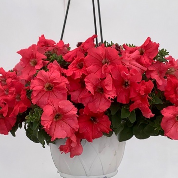 Петуния крупноцветковая гофрированная (Petunia grandiflora)