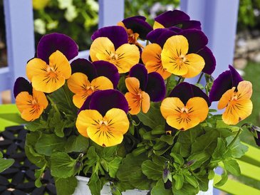 Виола рогатая (Viola cornuta)