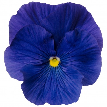 Виола Виттрока (Viola wittrockiana)