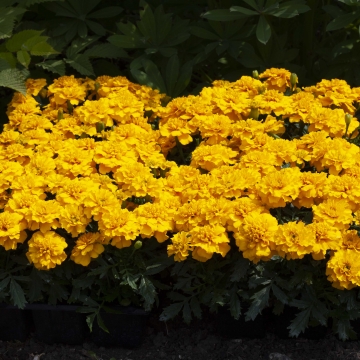 Бархатцы отклоненные (Tagetes patula)