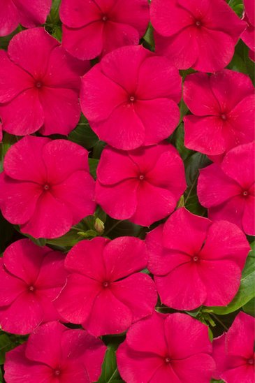 Катарантус розовый (Vinca rosea)