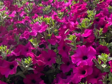 Петуния ампельная гибридная (Petunia x hybrida)