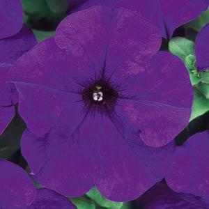 Петуния крупноцветковая (Petunia grandiflora)