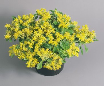 Седум Сельского (Sedum selskianum)