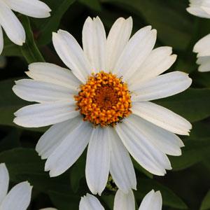 Цинния мариландская (Zinnia marylandica)
