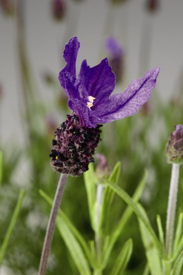 Лаванда стэхадская (Lavandula stoechas)