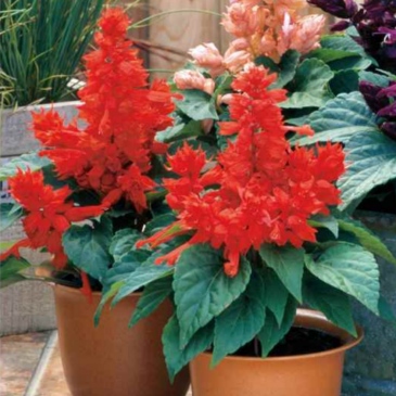 Сальвия блестящая (Salvia splendens)