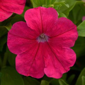 Петуния многоцветковая (генетически компактная) (Petunia multiflora)
