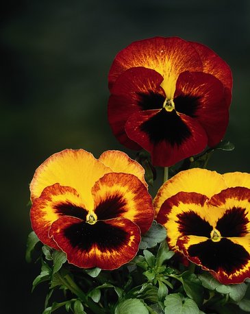 Виола Виттрока (Viola wittrockiana)