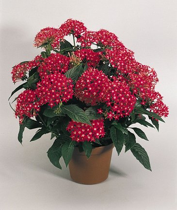 Пентас ланцетовидный (Pentas lanceolata)
