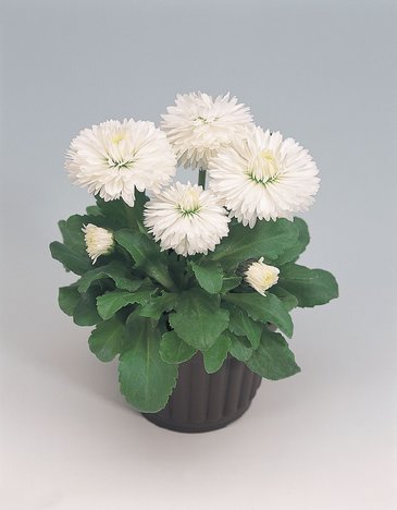 Маргаритка многолетняя (Bellis perennis)