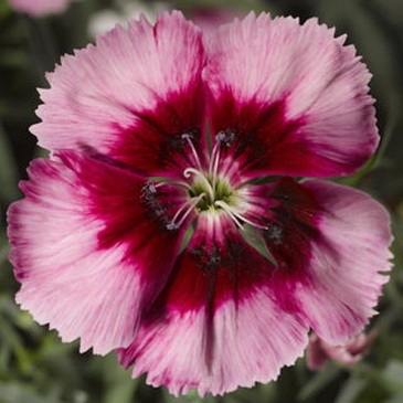 Гвоздика китайская (Dianthus chinensis)