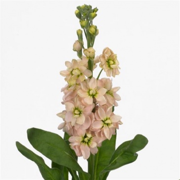 Левкой седой (Matthiola incana) Левкой седой (Matthiola incana)