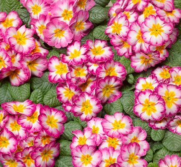 Примула бесстебельная (Primula acaulis)