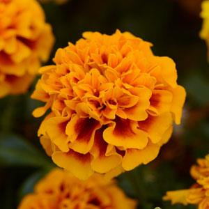 Бархатцы отклоненные (Tagetes patula)