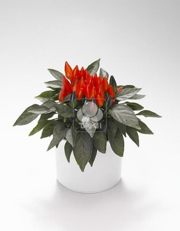 Перец летний (Capsicum annuum)