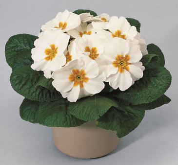 Примула бесстебельная (Primula acaulis)