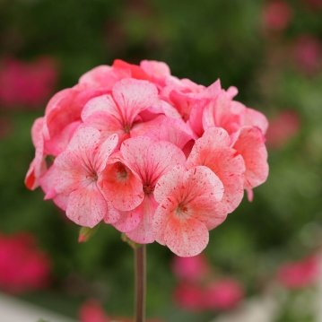 Герань (пеларгония садовая) (Pelargonium x hortorum)