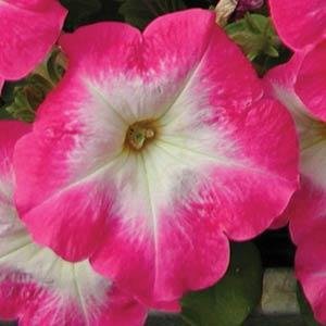 Петуния многоцветковая (Petunia multiflora)