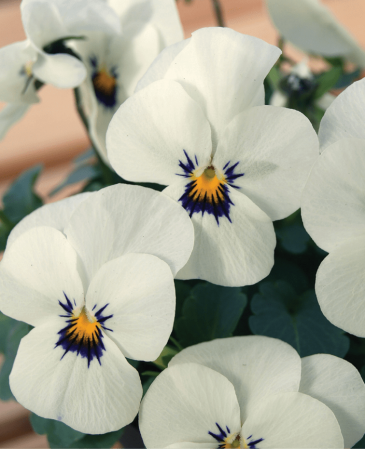 Виола рогатая (Viola cornuta)