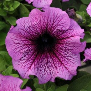 Петуния крупноцветковая (Petunia grandiflora)