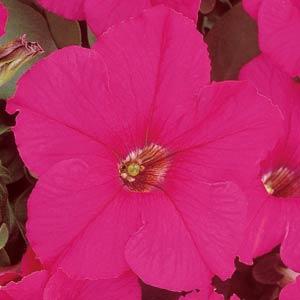 Петуния крупноцветковая (Petunia grandiflora)
