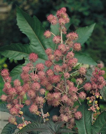 Клещевина обыкновенная (Ricinus communis)