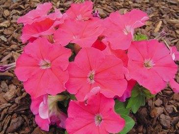 Петуния многоцветковая (генетически компактная) (Petunia multiflora)