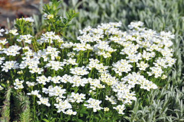 Иберис вечнозеленый (Iberis sempervirens)