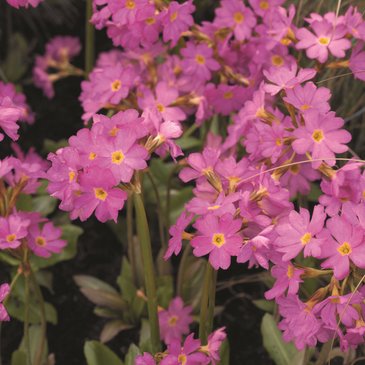 Примула розовая (Primula rosea)