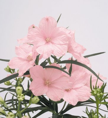 Дельфиниум крупноцветковый (Delphinium grandiflorum)