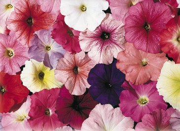 Петуния многоцветковая (Petunia multiflora)