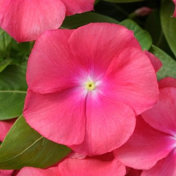 Катарантус розовый (Vinca rosea)