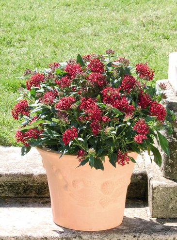 Пентас ланцетовидный (Pentas lanceolata)