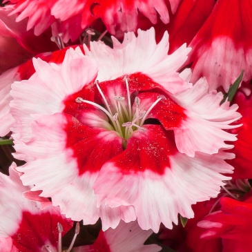 Гвоздика китайская (Dianthus chinensis)