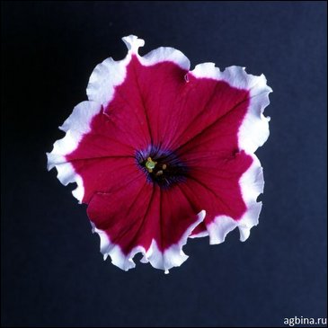Петуния крупноцветковая (Petunia grandiflora)