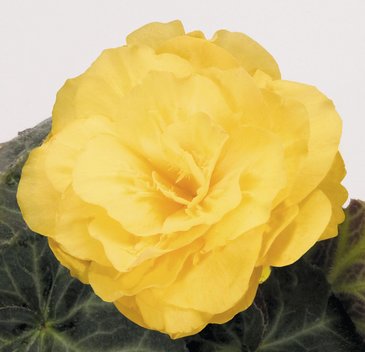 Бегония клубневая махровая (Begonia tuberhybrida)