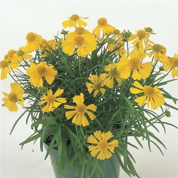 Гелениум горький (Helenium amarum)